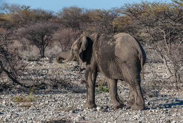 Fototapeta premium A giant African Elephant -Loxodonta Africana- walking pas after having taken a bath in a waterhole in Etosha National Park, Namibia.