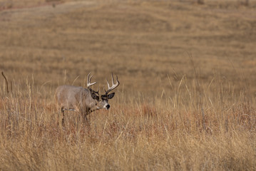 Buck Whitetail Deer in the Rut in Colorado in Autumn