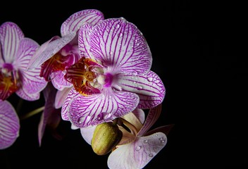 Studio shot of isolated orchid: white and pink flower blossom with water drops illuminated by blue artificial light