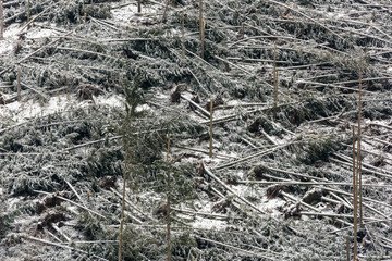 Windfall in forest. Storm damage. Fallen trees in coniferous forest after strong hurricane wind in Romania.