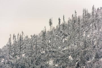 Obraz premium Windfall in forest. Storm damage. Fallen trees in coniferous forest after strong hurricane wind in Romania.