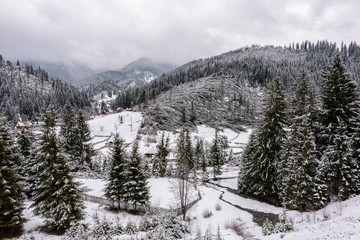 Windfall in forest. Storm damage. Fallen trees in coniferous forest after strong hurricane wind in Romania.