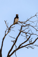 Martial Eagle