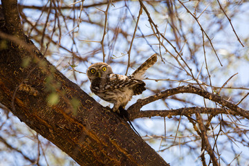African barred owlet
