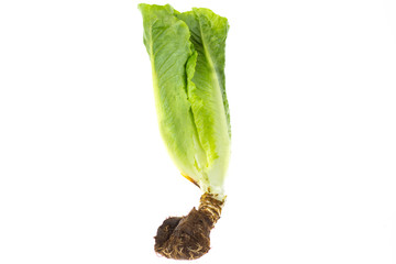 Fresh green lettuce isolated on white background. Eat Well Live Well concept.