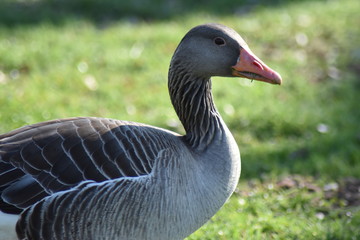 Natur, Tiere