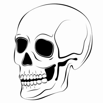 isolated illustration of a skull, vector drawing
