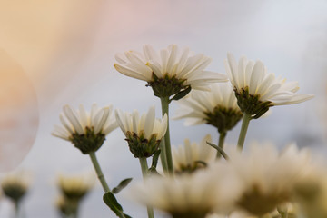 white flower on a background