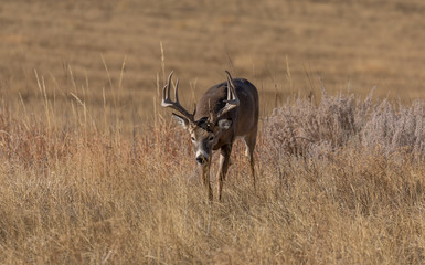 Buck Whitetail Deer in the Rut in Colorado in Autumn