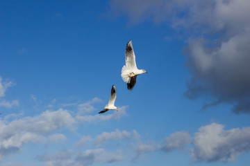 seagull in flight