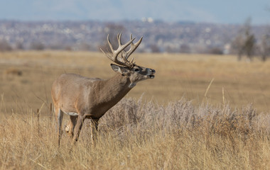 Buck Whitetail Deer in the Rut in Colorado in Autumn