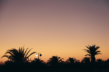 Fototapeta na wymiar Tropical sunset with silhouettes of palm trees 