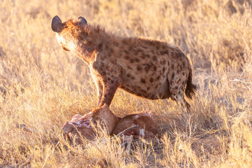 Close-up of a spotted Hyena - Crocuta crocuta- with a prey, seen during the golden hour of sunset in Etosha national Park, Namibia.