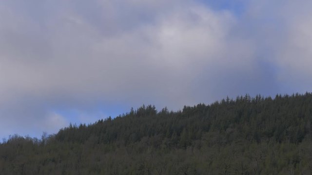 Time lapse of clouds and glimpses of sunlight on Irish woodland scene