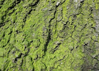 green moss on tree