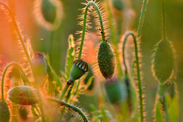 Mohnblumenfeld im Abendlicht