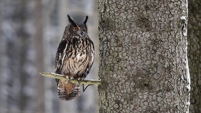 Eurasian Eagle Owl (Bubo Bubo) sitting on a branch and looking around.