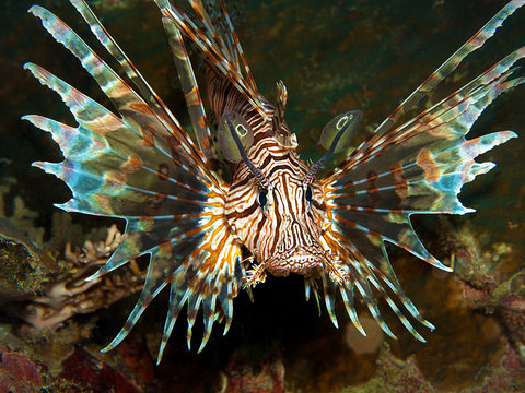A lionfish does not want a photo and looks at the underwater photographer angrily.