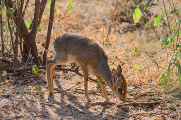 Kirk's dik-dik (Madoqua kirkii) in the bushes of Lake Manyara