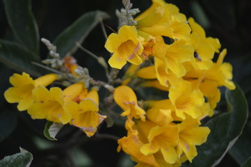 yellow flowers in the garden