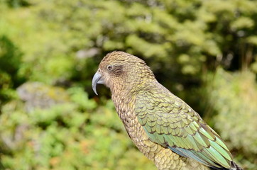 Kea Alpine Parrot on the South Island, New Zealand