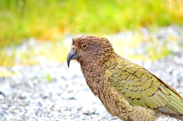 Kea Alpine Parrot on the South Island, New Zealand