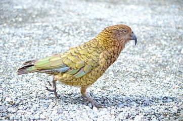 Kea Alpine Parrot on the South Island, New Zealand