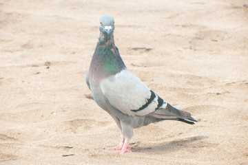 Pigeon close-up on the sand