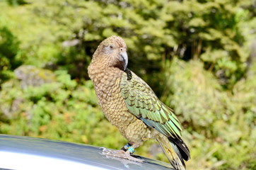 Kea Alpine Parrot on the South Island, New Zealand