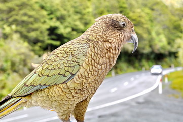 Kea Alpine Parrot on the South Island, New Zealand