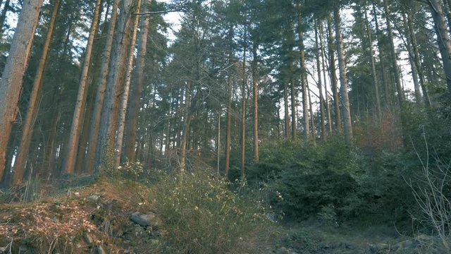 Irish woodland scene with camera tilting down to reveal a running river