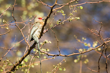 Red faced Mousebird