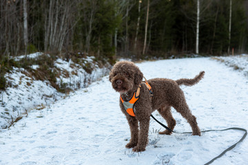 Lagotto romagnolo dog outdoors in the snow. Snowy park on a cold day. Brown dog outdoor walk with orange harness.