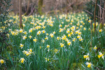 Spring forest with blooming wild daffodils