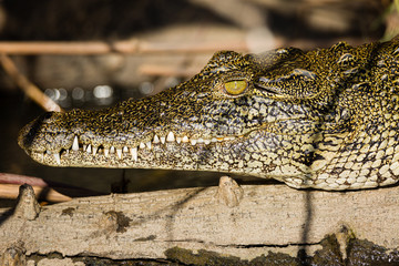 Crocodile