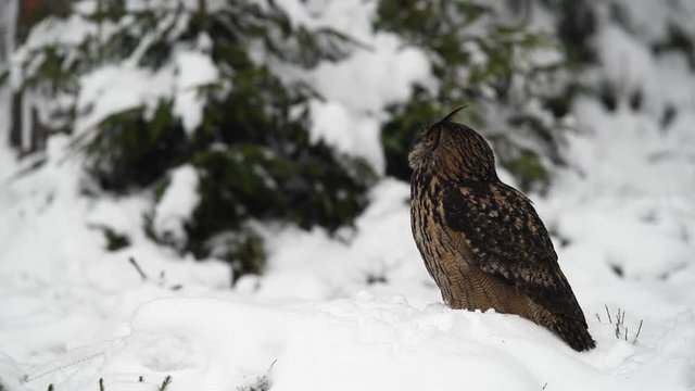 Eurasian Eagle-Owl (Bubo bubo) sitting and waiting in the snow and looking around