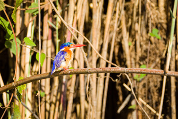 Malachite King Fisher