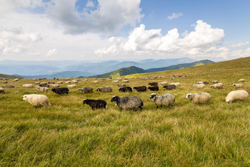 Herd of farm sheep grazing on green mountain pasture.