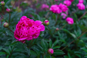 A bush of beautiful flowers of bright pink peony among green leaves in the garden.