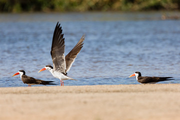 African Skimmer