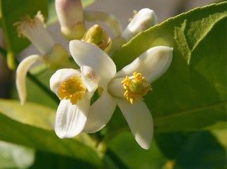white flower of orange tree in orchard close up