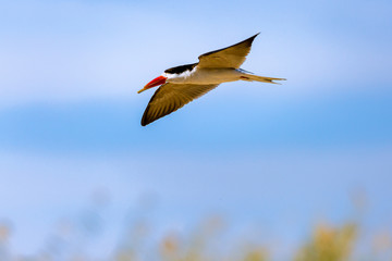 African Skimmer