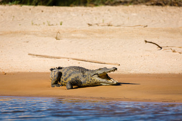 Crocodile