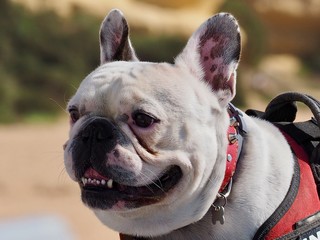 Cute portrait of an English bulldog dog