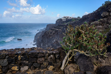 Arid territory of Lobos island, Canary, Spain. Euphorbia balsamifera plant. Tabaiba dulce. Tenerife