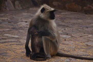 Monkey mother with her baby