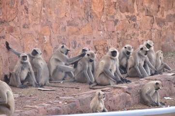 A troop of Monkeys