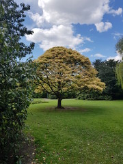 tree in park