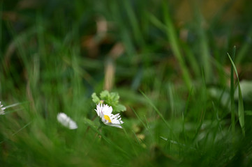 Gänseblümchen Bellis perennis, wiese, grün (2)