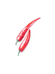watercolor chili pepper painting isolated on white background